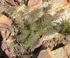 Serruria gremialis