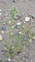 Oreocarya suffruticosa