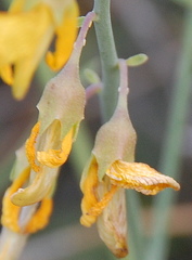 Crotalaria lebeckioides