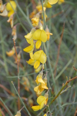 Crotalaria lebeckioides