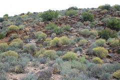 Crotalaria lebeckioides