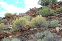 Crotalaria lebeckioides