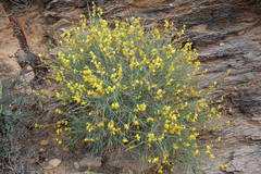 Crotalaria lebeckioides