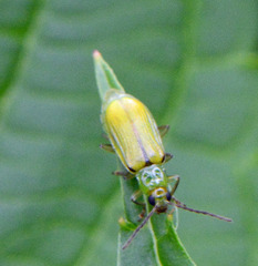 Diabrotica barberi