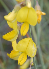 Crotalaria lebeckioides
