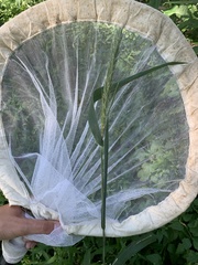 Elymus wiegandii
