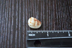 Morum oniscus image