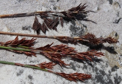 Thamnochortus spicigerus