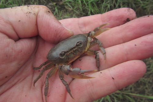 Austrothelphusa transversa