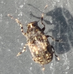 Piesocorynus mixtus