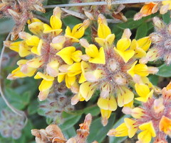 Leobordea procumbens