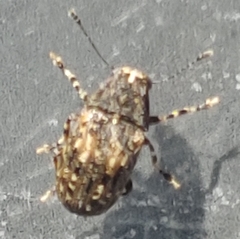 Piesocorynus mixtus
