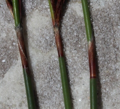 Thamnochortus spicigerus