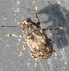 Piesocorynus mixtus