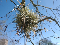 Tillandsia virescens