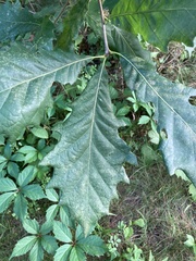 Quercus bicolor