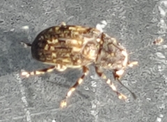 Piesocorynus mixtus