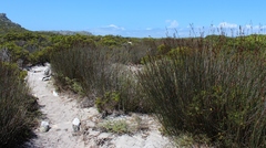 Thamnochortus spicigerus
