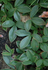 Leobordea procumbens