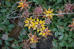 Leobordea procumbens