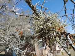 Tillandsia virescens