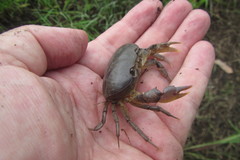 Austrothelphusa transversa