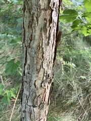 Quercus bicolor