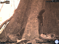 Paraxerus vexillarius