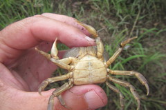 Austrothelphusa transversa