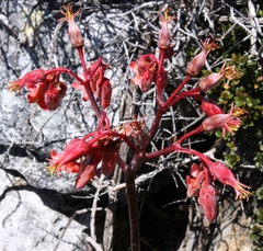 Cotyledon orbiculata orbiculata