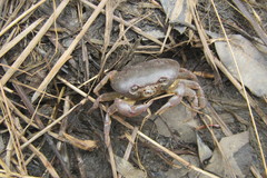 Austrothelphusa transversa