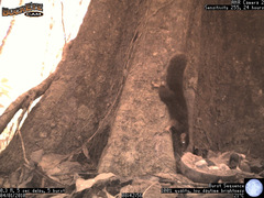 Paraxerus vexillarius