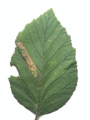 Phyllonorycter alaskana