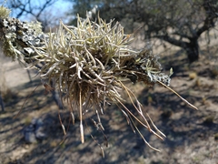 Tillandsia virescens