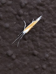 Ypsolopha gerdanella