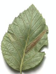 Phyllonorycter alaskana