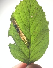Phyllonorycter alaskana