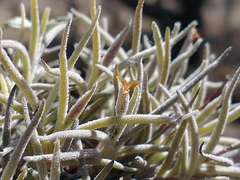 Tillandsia virescens