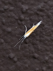 Ypsolopha gerdanella