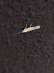 Ypsolopha gerdanella