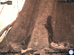 Paraxerus vexillarius