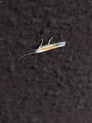 Ypsolopha gerdanella