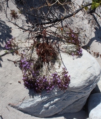 Limonium scabrum scabrum