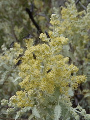 Buddleja glomerata