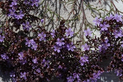 Limonium scabrum scabrum