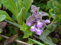 Stachys elliptica