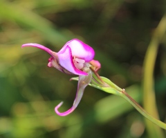Disperis capensis capensis