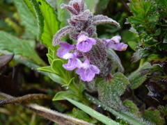 Stachys elliptica