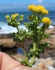 Beach Stinkweed - Photo (c) Tony Rebelo, some rights reserved (CC BY-SA), uploaded by Tony Rebelo