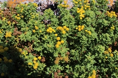 Oncosiphon sabulosus